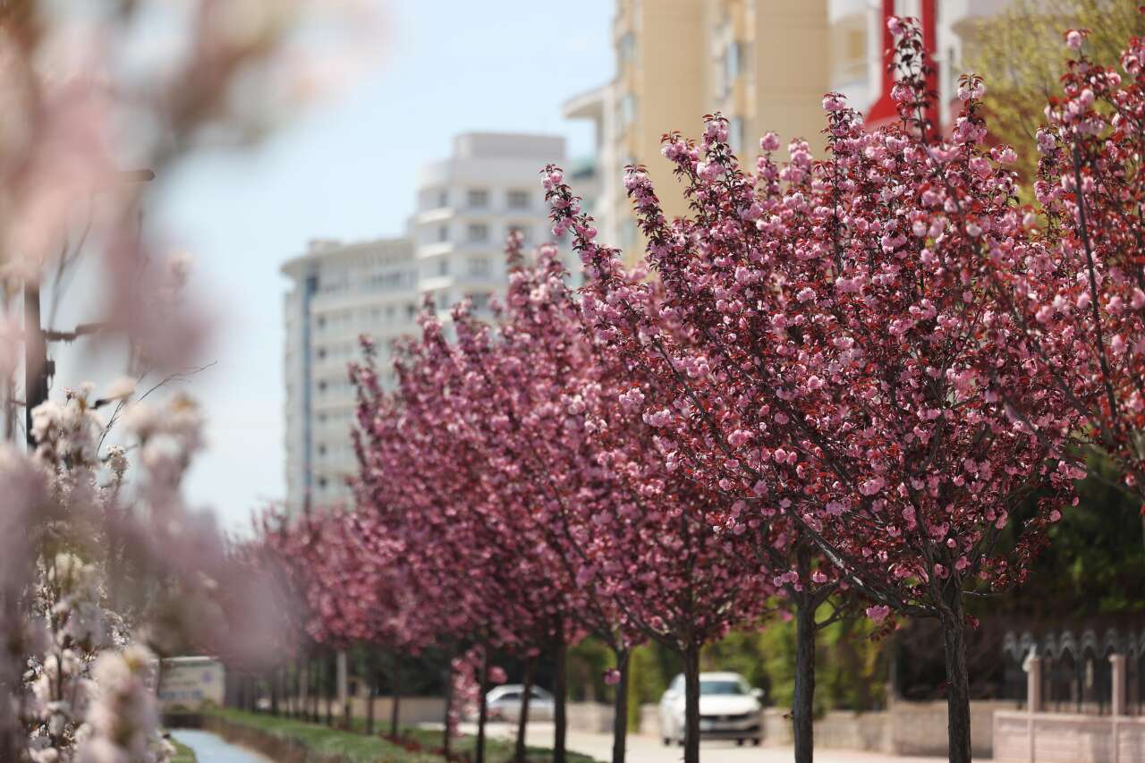 Burası Japonya değil, Konya! Sakuralar çiçek açtı 23